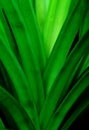 Pandan leaves