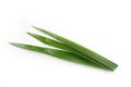 Pandan leaves Royalty Free Stock Photo