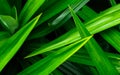 Pandan leaves texture background. Green leaves with beautiful pattern in jungle for organic concept. Natural plant in tropic Royalty Free Stock Photo