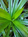 Pandan leaves are very fresh after the rain cools the eyes Royalty Free Stock Photo