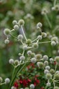 Pandan-like-leaved Eryngium pandanifolium plant with spherical flowers