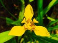 Pandan plant flowers are yellow (4)