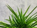 Pandan plant shoot from side angle Royalty Free Stock Photo