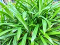 Pandan tree in home garden, pandan leaves used to natural or organik food coloring