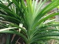 pandan trees that grow abundantly with many benefits