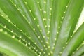 Pandanaceae leaves with pointed thorns at the edge of the leaves. Royalty Free Stock Photo