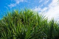 Pandanas palm tree against blue sky