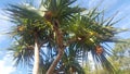 Pandanas palms bearing fruit located at Gladstone Botanical Gardens, QLD, Australia