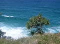 Pandanas Tree against the ocean Stradbroke Island Royalty Free Stock Photo