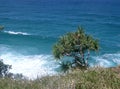 Pandanas Tree against the ocean Stradbroke Island