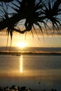 Pandanus Against The Sun Royalty Free Stock Photo