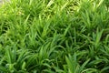 Pandanus amaryllifolius come in the garden Royalty Free Stock Photo