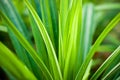 Pandanus Amaryllifolius Royalty Free Stock Photo