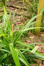 Pandanus Amaryllifolius plant in Zurich in Switzerland Royalty Free Stock Photo