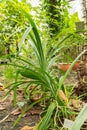 Pandanus Amaryllifolius plant in Zurich in Switzerland Royalty Free Stock Photo