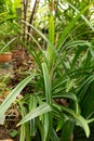 Pandanus Amaryllifolius plant in Zurich in Switzerland Royalty Free Stock Photo