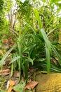 Pandanus Amaryllifolius plant in Zurich in Switzerland Royalty Free Stock Photo