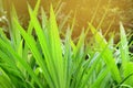 Pandanus amaryllifolius with water drops. Royalty Free Stock Photo