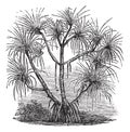 Pandanus candelabrum vintage engraving