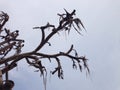 Pandanus dead tree on the beach