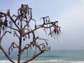 Pandanus dead tree on the beach Royalty Free Stock Photo