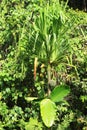 Pandanus fruit in Indonesian jungle Royalty Free Stock Photo