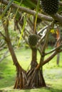 Pandanus fruit on a tree in the garden. Royalty Free Stock Photo
