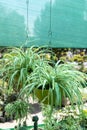 Pandanus grass in a hanging pots closeup view