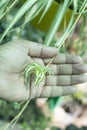 Pandanus grass spiderettes holding in hand Royalty Free Stock Photo