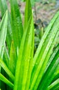 Pandanus leaf