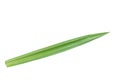 Pandanus leaf cut out outline green leaf isolated on white background, fresh Royalty Free Stock Photo