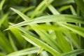 Pandanus leaf Royalty Free Stock Photo