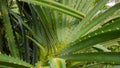 Pandanus With Long, Green And Thorny Leaves Royalty Free Stock Photo