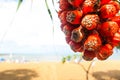 Pandanus odoratissimus ripe juicy fragrant tasty tropical fruit