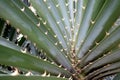 Pandanus odoratissimus or pine thorny green plant Royalty Free Stock Photo