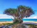 Pandanus odorifer by the beach of Terengganu, Malaysia Royalty Free Stock Photo