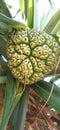 Pandanus Odorifer fruit