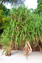 Pandanus Odorifer - Kewda or Umbrella Tree with Long Spiny Leaves - Pine - Tropical Plant of Andaman Nicobar Islands Royalty Free Stock Photo