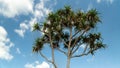 pandanus odorifer tree seen from below with a cloudy blue sky background Royalty Free Stock Photo