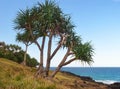 Pandanus Palm Fingal Head Australia