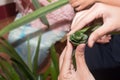 Pandanus Palm, Fragrant Pandan, Pandom wangi Royalty Free Stock Photo