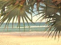 Pandanus Palm with Retro Beach Background