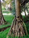 Pandanus palm roots Royalty Free Stock Photo