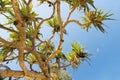 Pandanus Palm Tree Royalty Free Stock Photo