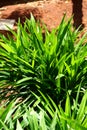 Pandanus palms bush