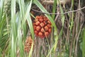 Pandanus