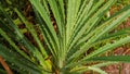 Pandanus Plant With Thorny And Tight Leaves Royalty Free Stock Photo