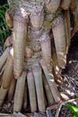 Pandanus Roots Royalty Free Stock Photo