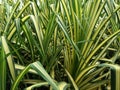 Pandanus sanderi, Pine, White-striped Pandanus garden Royalty Free Stock Photo