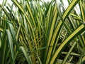 Pandanus sanderi, Pine, White-striped Pandanus garden Royalty Free Stock Photo